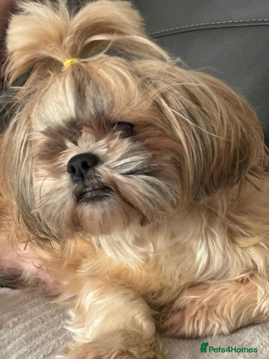 Shih Tzu dogs for sale: 3 beautiful shih tzu girl pups - Advert 1