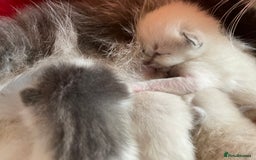 Ragdoll cats for sale: Rehoming this handsome Ragdoll male cross tabby - Image 7