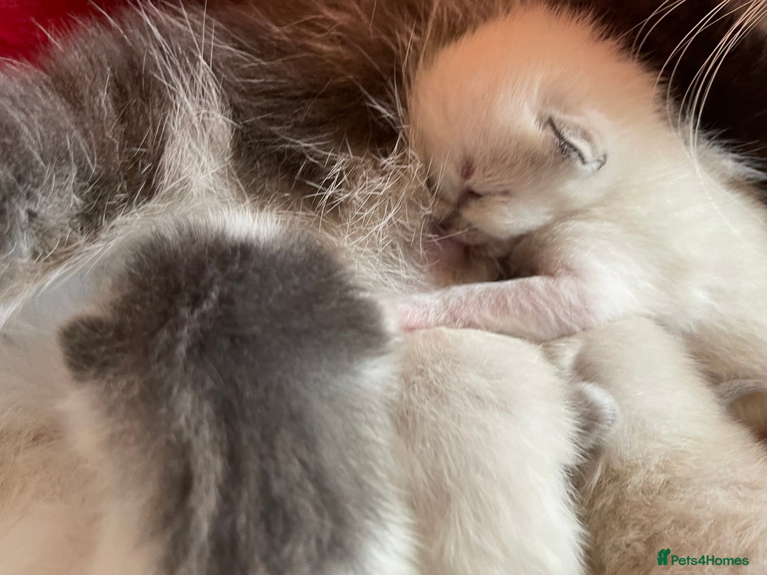Ragdoll cats for sale: Rehoming this handsome Ragdoll male cross tabby - Image 7