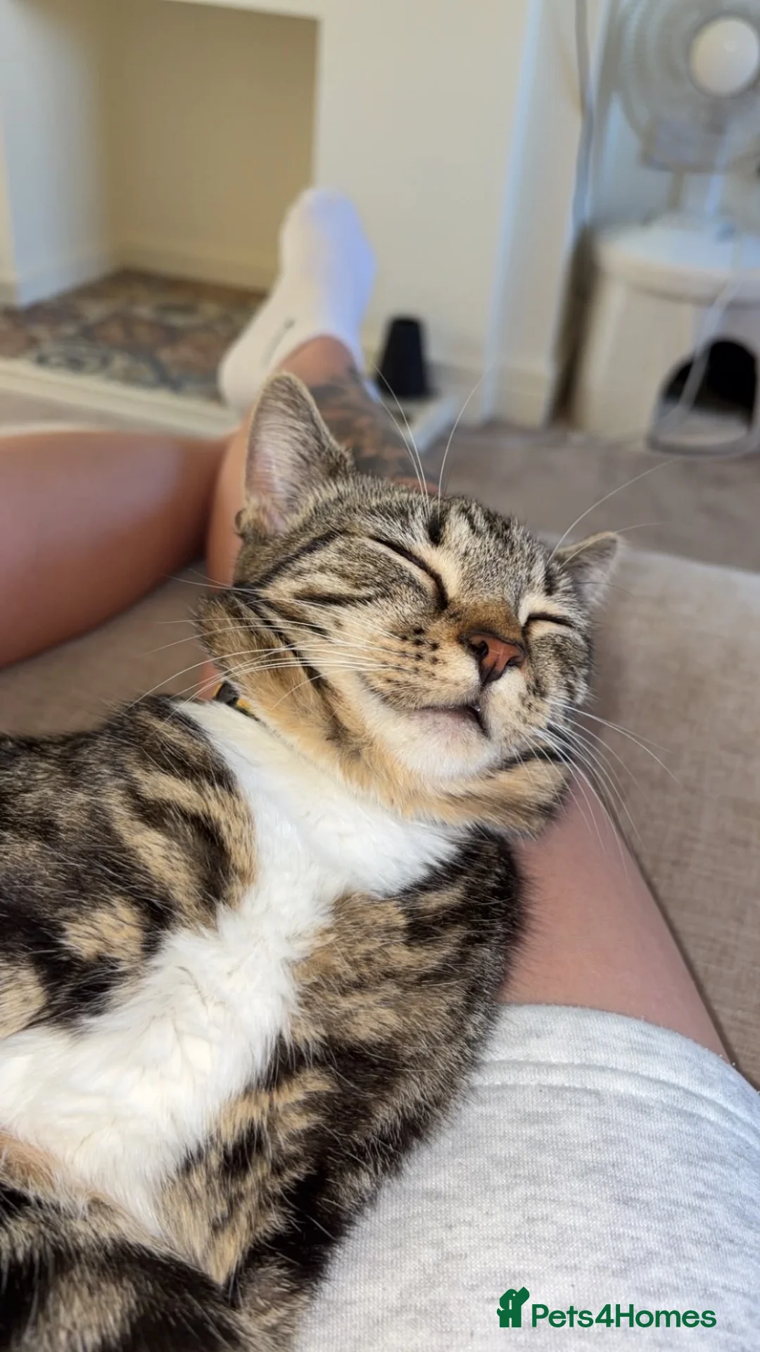 Domestic Shorthair cats for sale: Female tabby cat for sale  in Wolverhampton - Advert 2