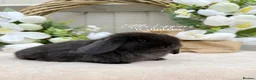 Mini Lop rabbits for sale: One Male One Female Mini Lop Babies to reserve now - Advert 2