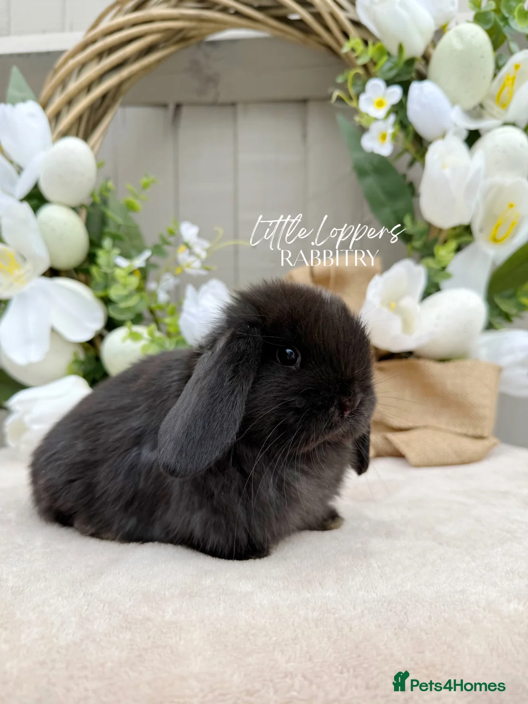 Mini Lop rabbits for sale: One Male One Female Mini Lop Babies to reserve now - Advert 2