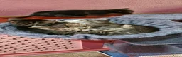 Mixed Breed cats for sale: Gorgeous silver and black kittens in Maidstone - Advert 10