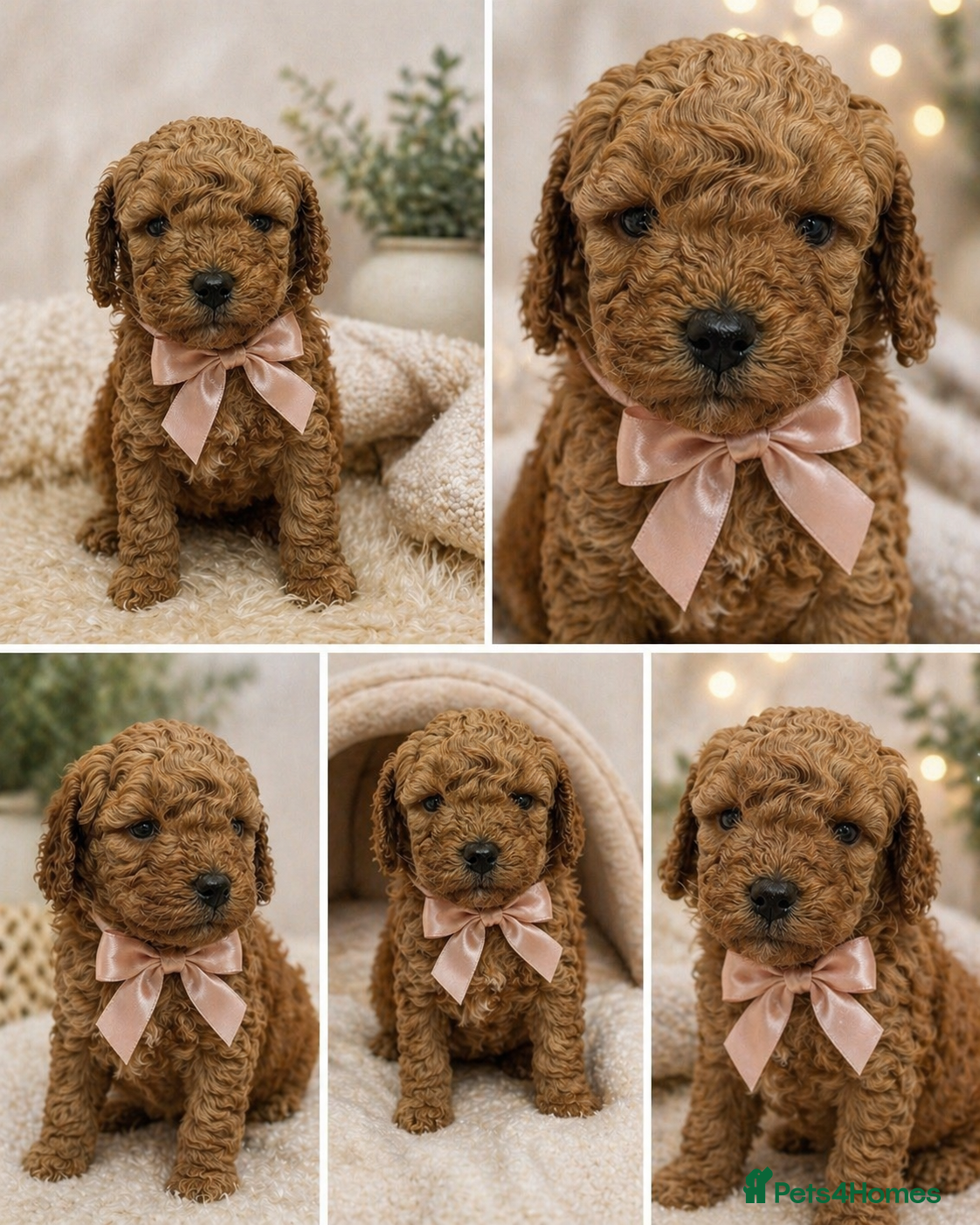 Cavapoo dogs extensively health tested toy cavapoo litter - Advert 2