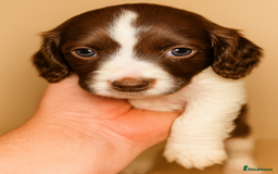 Sprocker dogs for sale: Spaniel Puppies  - Advert 12