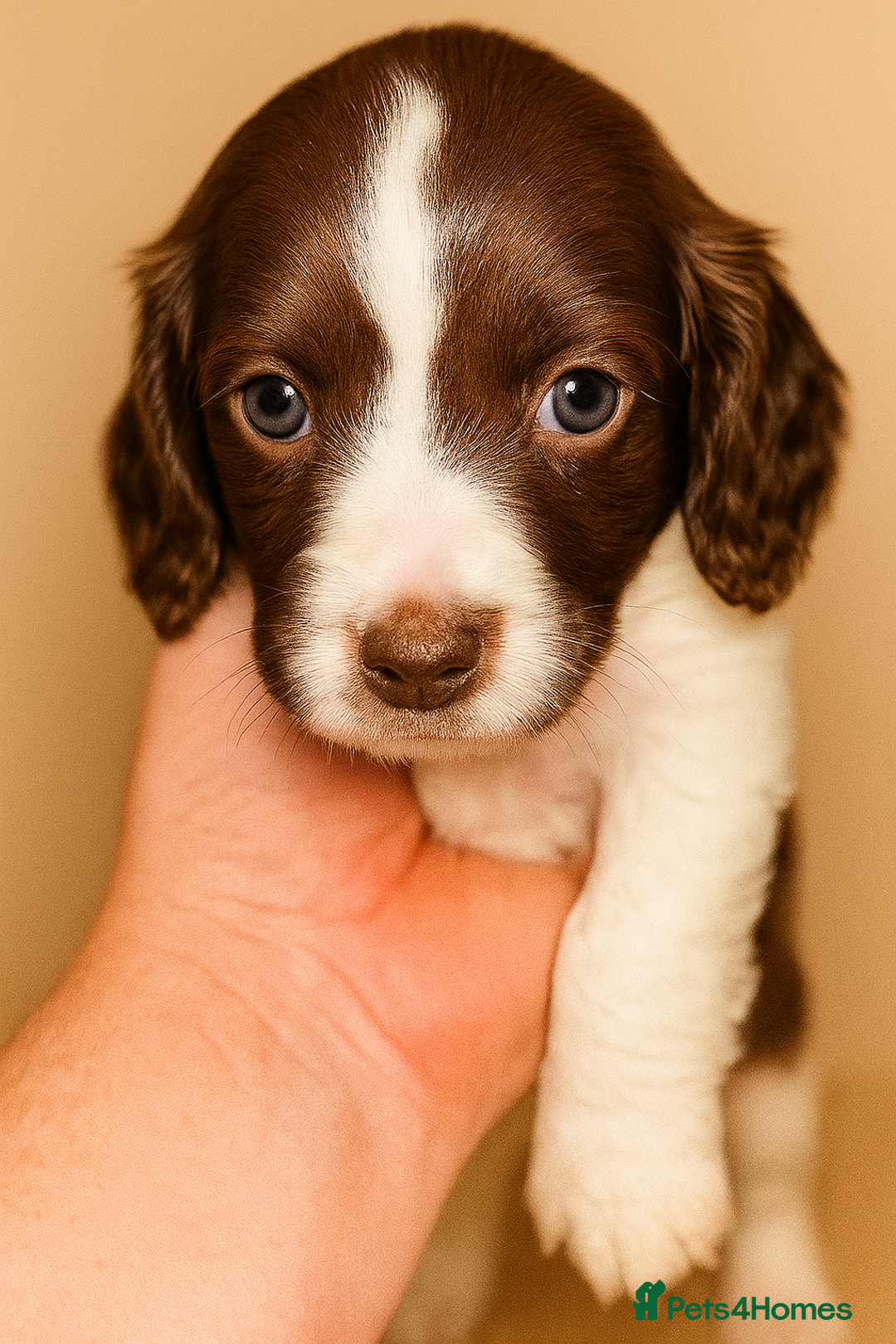 Sprocker dogs for sale: Spaniel Puppies  - Advert 12