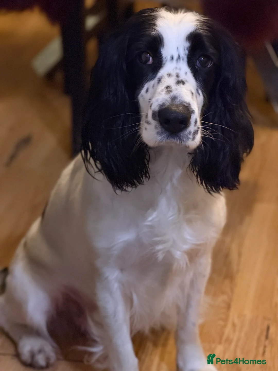 American Cocker Spaniel dogs for sale: Minnie  - Advert 1