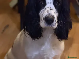 American Cocker Spaniel dogs Minnie - Advert 4