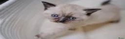 British Shorthair cats for sale: 🌟GCCF BSH Kittens Beautiful Variety of Colours 🌟 - Advert 26