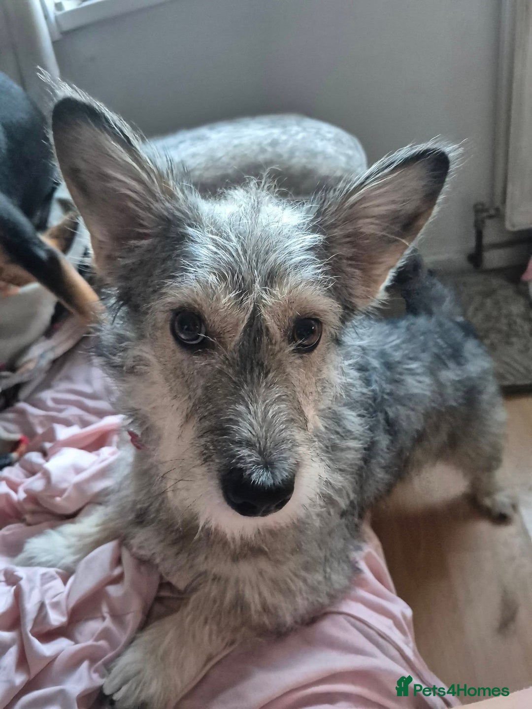Mixed Breed dogs for adoption: 💙🐶SCRUFFY- A LITTLE LAD WITH A BIG HEART 💙🐶 - Advert 2