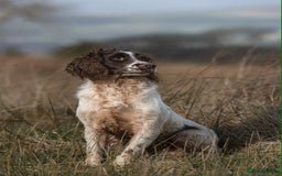 English Springer Spaniel dogs for sale: KC registered Springer spaniels puppies  - Image 17