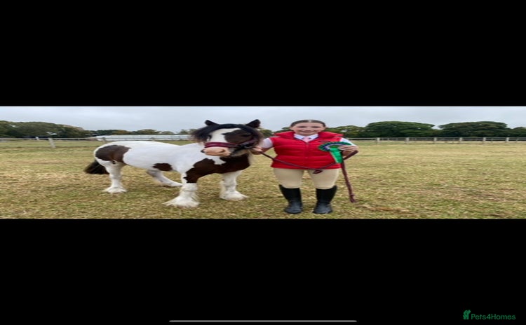 Irish Cob horses - Advert 1