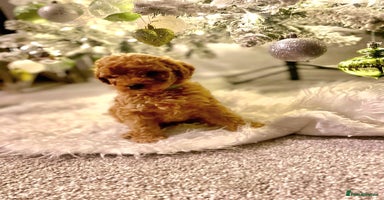 Poochon dogs - Advert 6