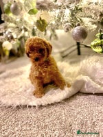 Poochon dogs 🐶🐾 4 STUNNING POOCHON PUPS 🐾🐶 - Advert 6