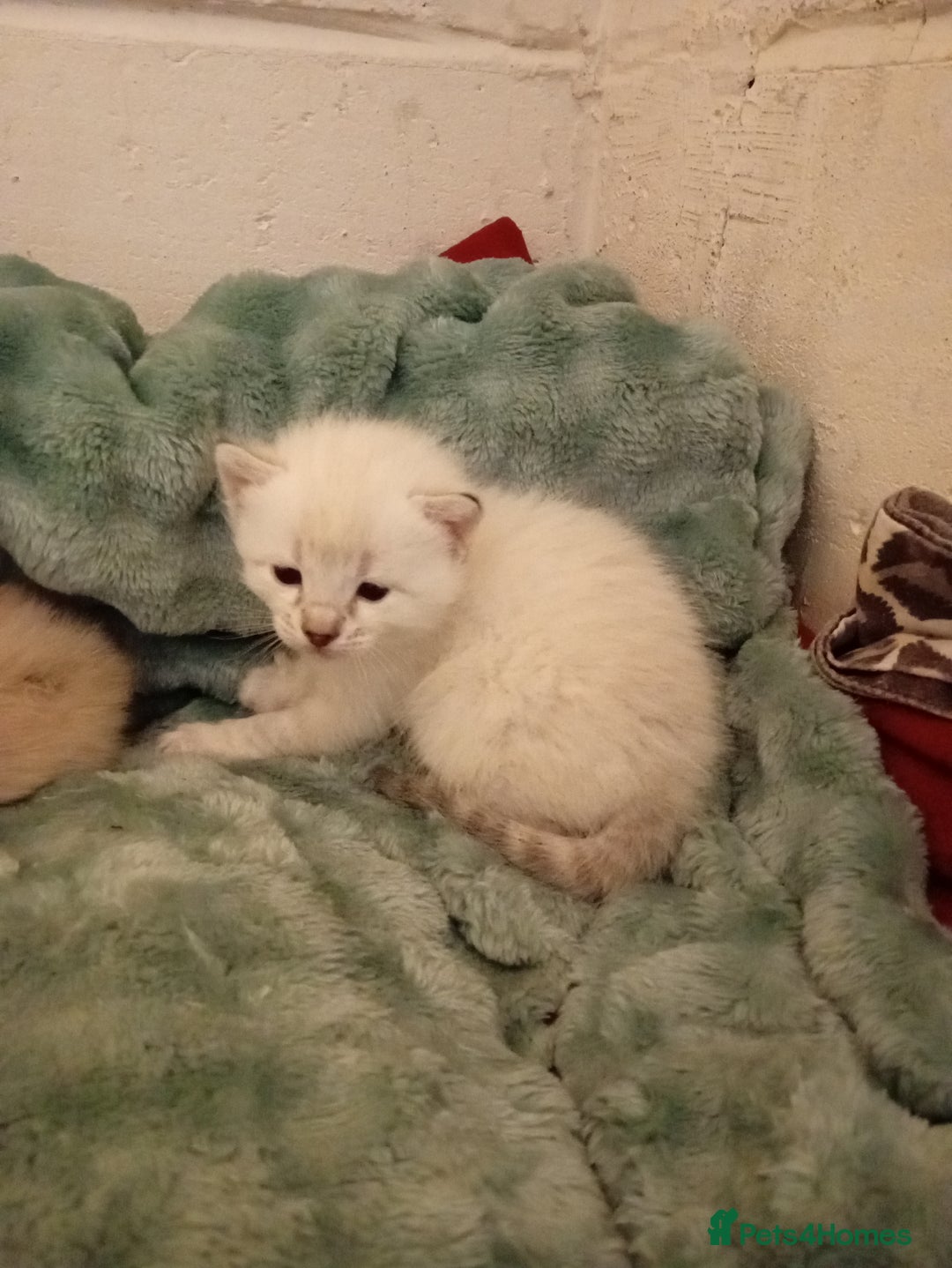 Bengal cats for sale: Bengal ragdoll kittens available halloween - Image 1
