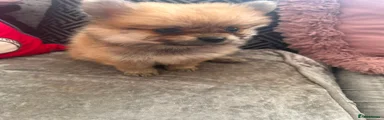 Pomeranian 1 deposit taken 