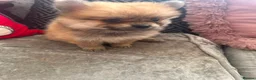Pomeranian dogs for sale: Baby Poms 1 little girl left  - Advert 5