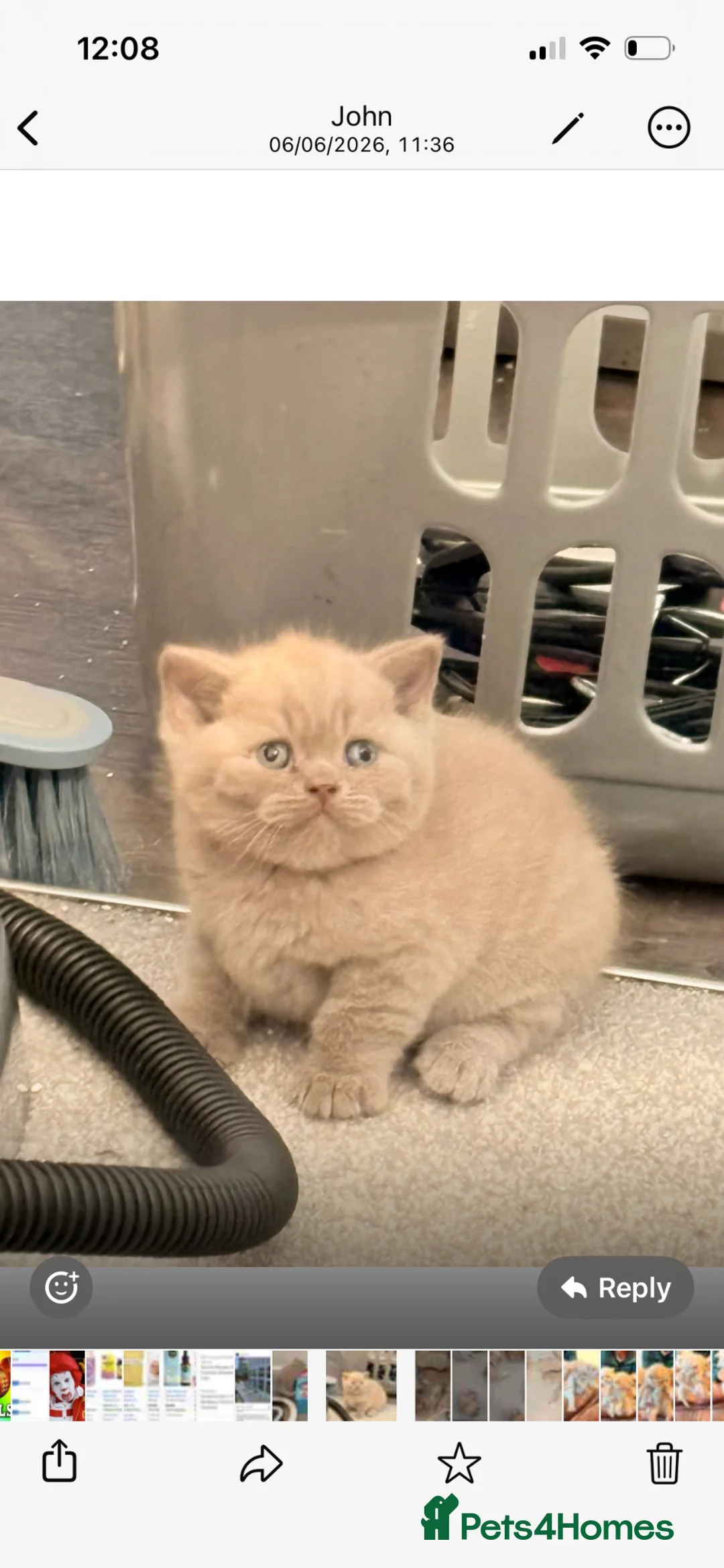 British Shorthair cats for sale: Lilac British shorthair kittens for sale - Advert 2