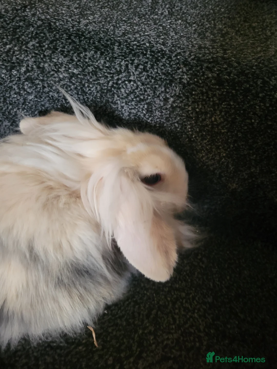 Lionhead rabbits for sale: Absolutely beautiful fluffy lionheads - Advert 5
