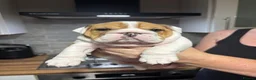 English Bulldog dogs for sale: Excellent Pedigree KC Reg British Bulldog Puppies  - Advert 6