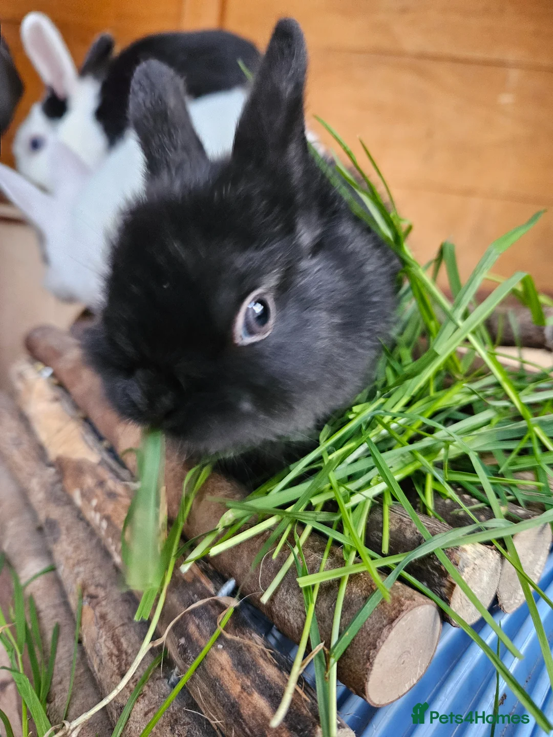 Netherland Dwarf rabbits for sale: Mixed baby bunny's  - Advert 2