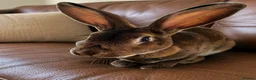 Rex rabbits for sale: Standard Rex x  - Advert 3