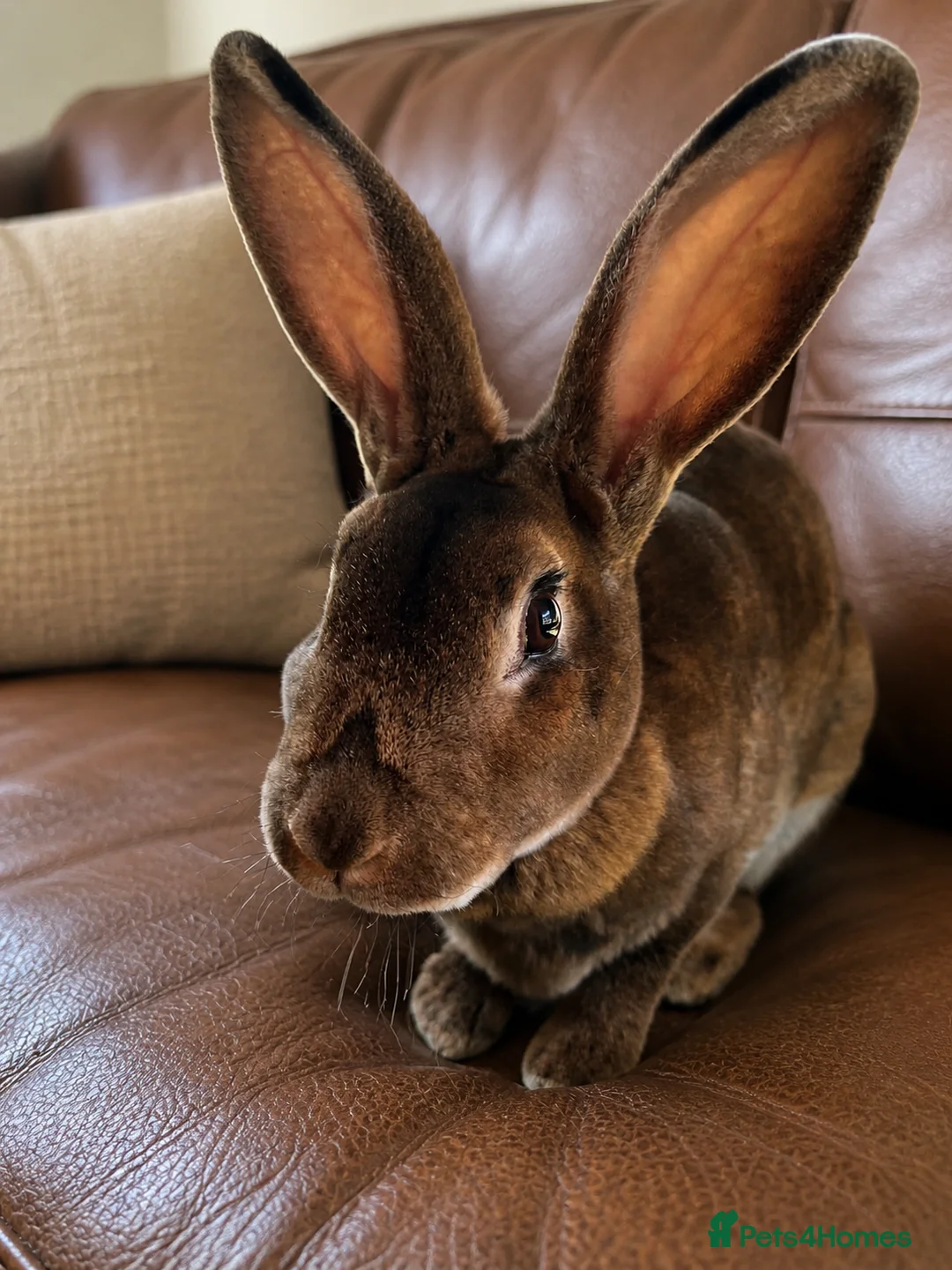 Rex rabbits for sale: Standard Rex x  - Advert 3