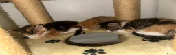 Mixed Breed cats for sale: Adorable Kittens Looking for Their Forever Homes🐾 - Advert 9
