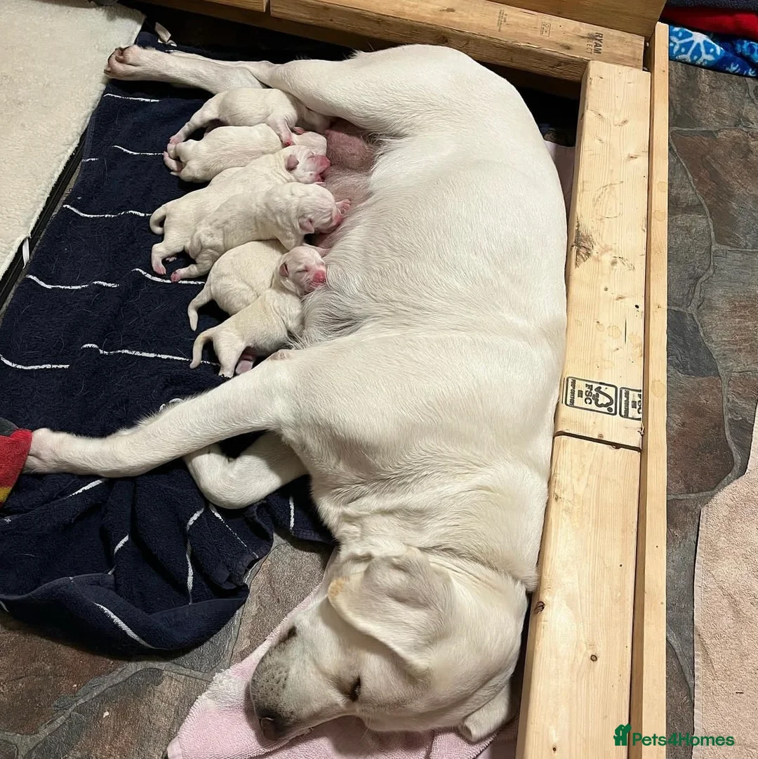 Labrador Retriever dogs for sale: White English Labrador Retrievers. in Leeds - Advert 2