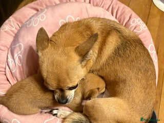 Chihuahua dogs Tiny Chihuahua puppy for sale - Advert 5