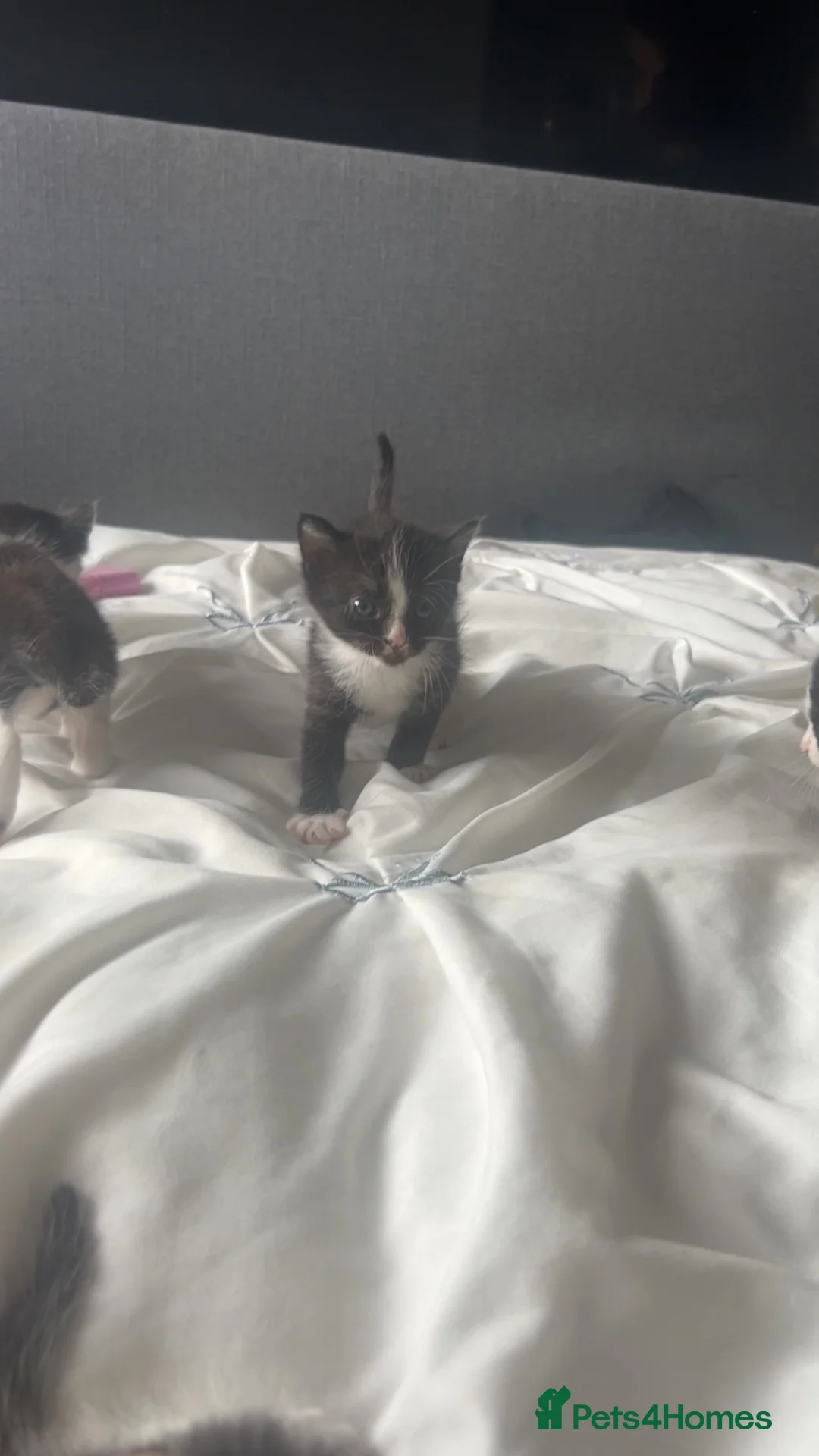 Maine Coon cats for sale: Mainecoon cross  in Preston - Advert 8