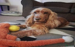 Mixed Breed dogs for sale: 🐾 3 Beautiful Show Cocker Spaniel Mix Puppies 🐾 - Image 9