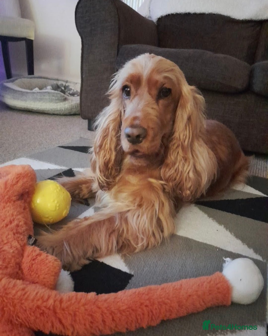 Mixed Breed dogs for sale: 🐾 3 Beautiful Show Cocker Spaniel Mix Puppies 🐾 - Image 9