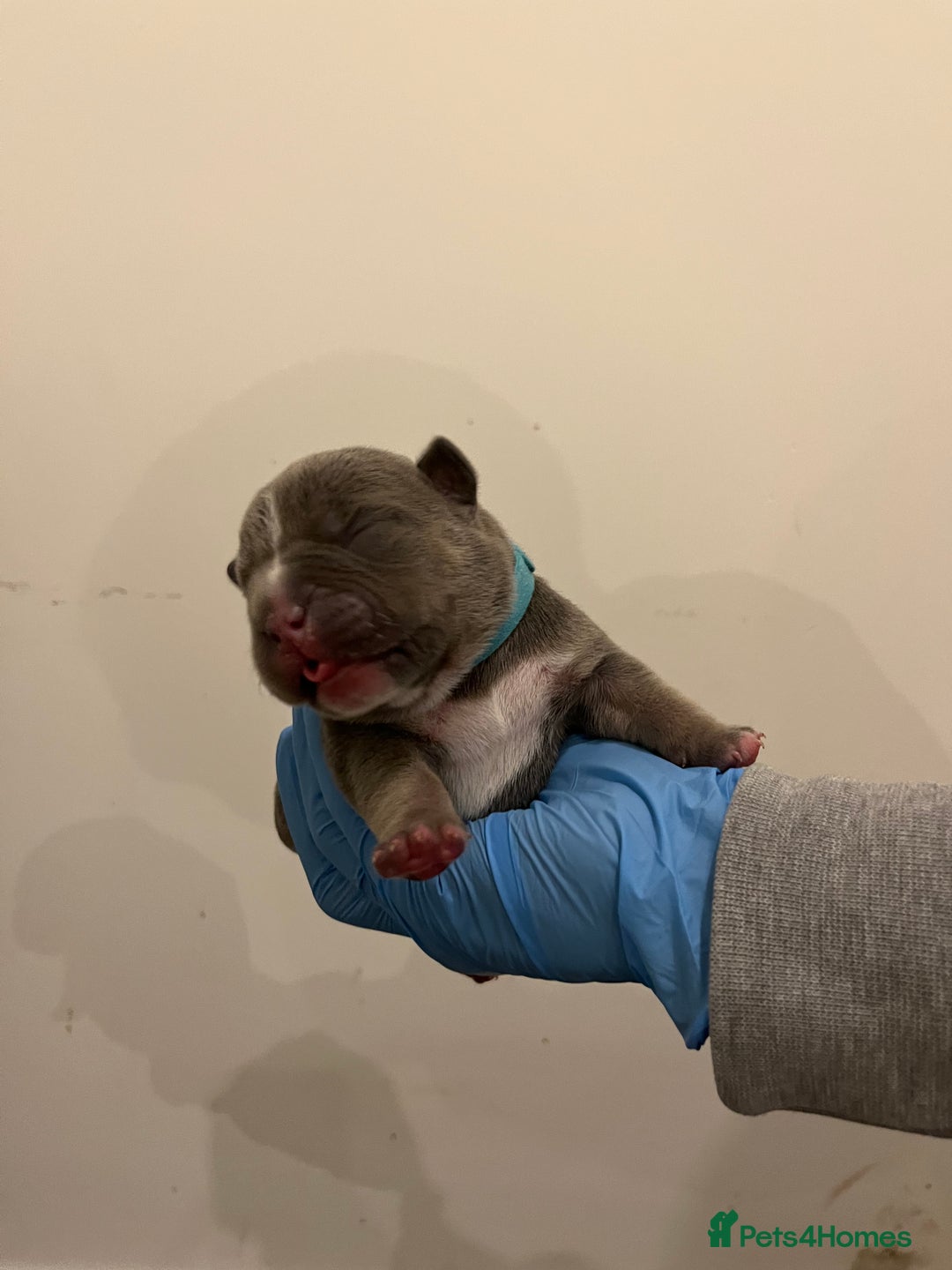 American Bully dogs for sale: American pocket bully puppies  - Advert 9