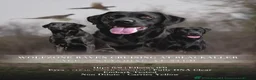 Labrador Retriever dogs for sale: KC BLACK FOX RED YELLOW LAB PUPS HEALTH TESTED - Advert 3