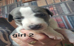 Whippet dogs for sale: Adorable KC reg Whippet Puppies - Image 3