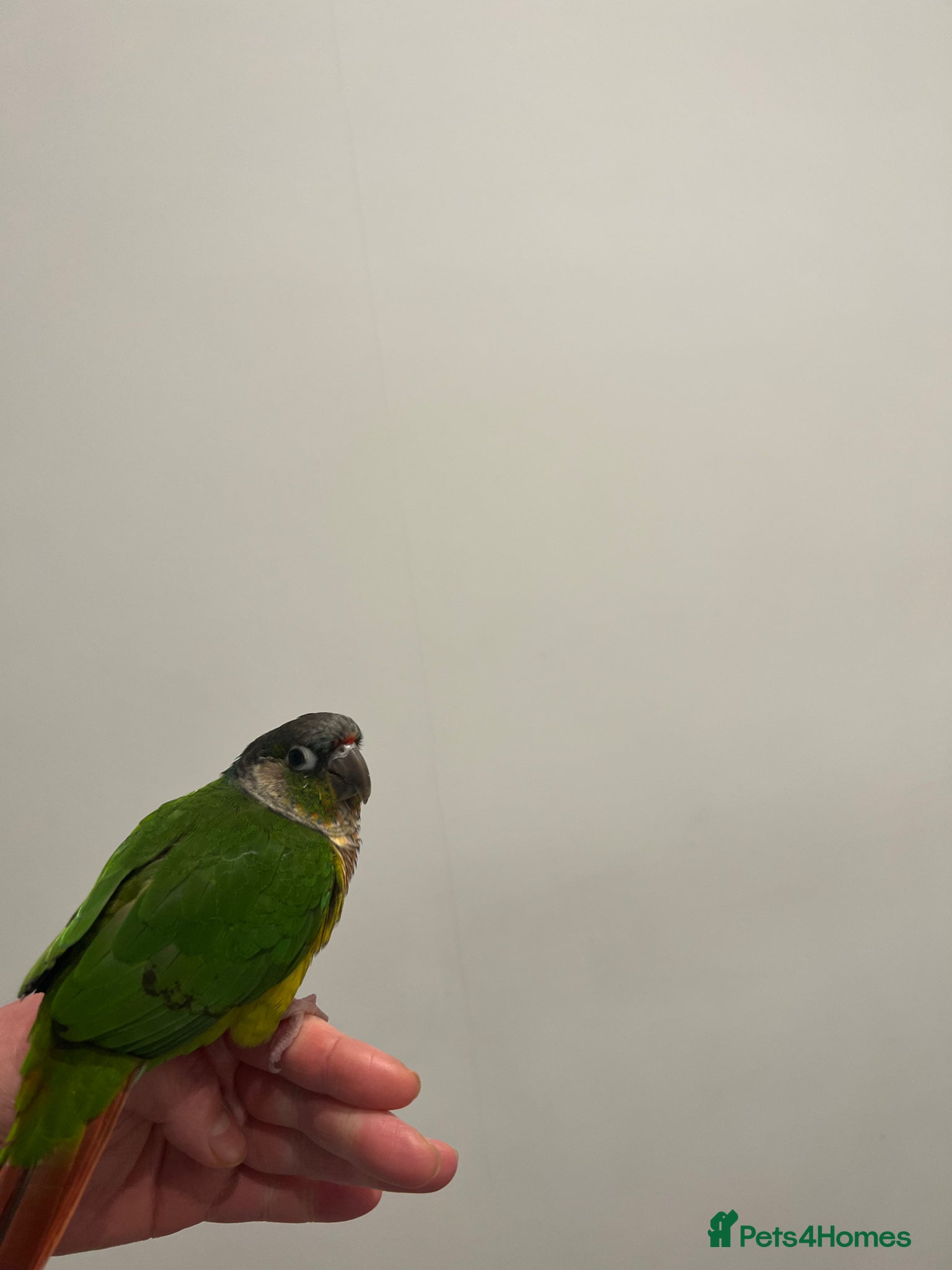 Conures birds Yellow sided green checked conure  - Advert 1