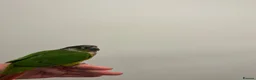 Conures birds for sale: Yellow sided green checked conure  - Advert 1