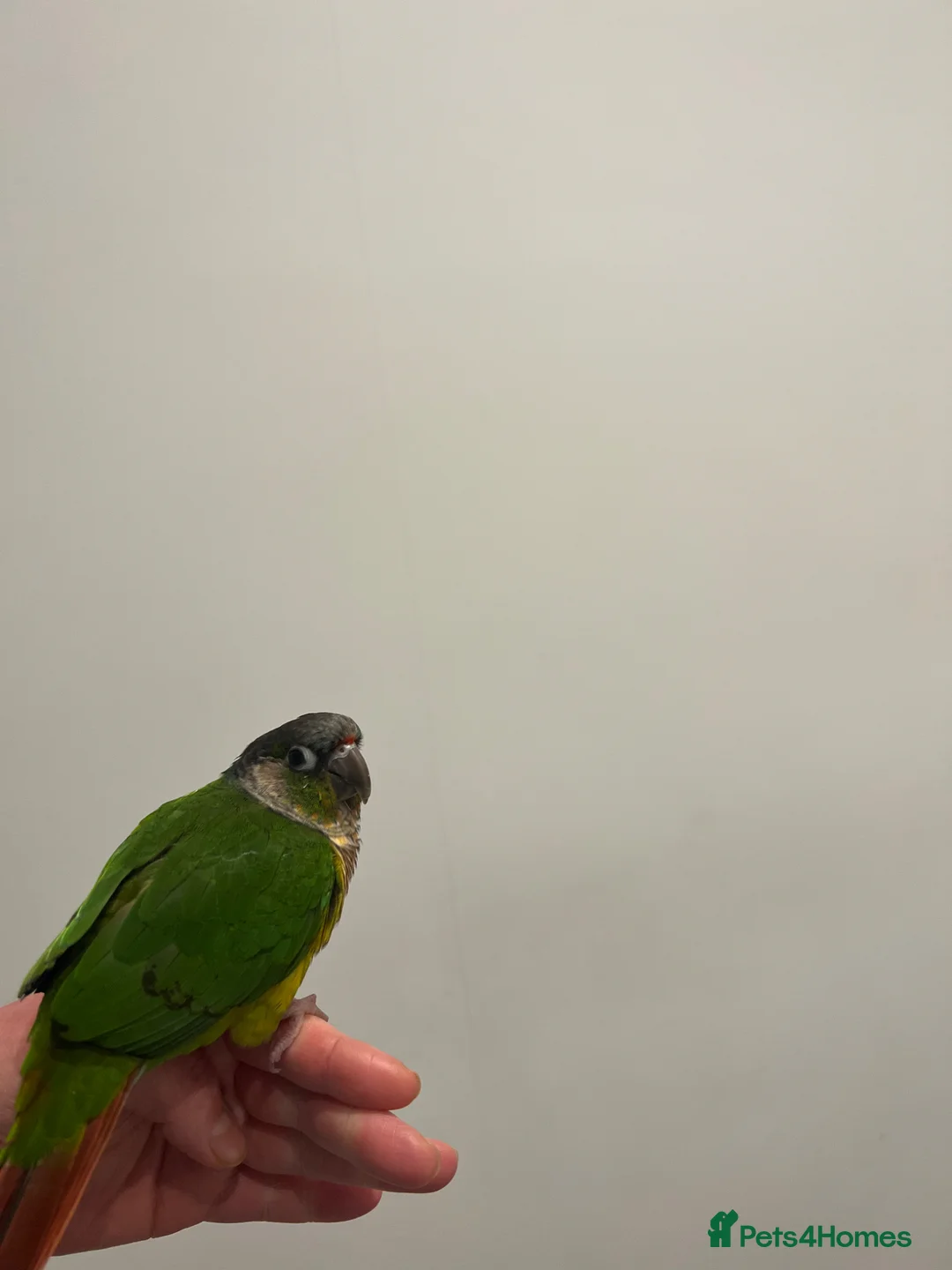 Conures birds for sale: Yellow sided green checked conure  - Advert 1