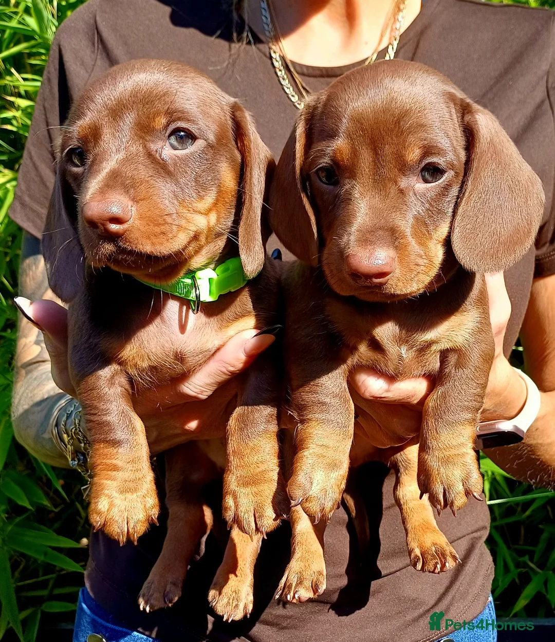 Miniature Dachshund dogs for sale: OUtSTANDING KC REGISTERED MINATURE DACHUNDS - Advert 2
