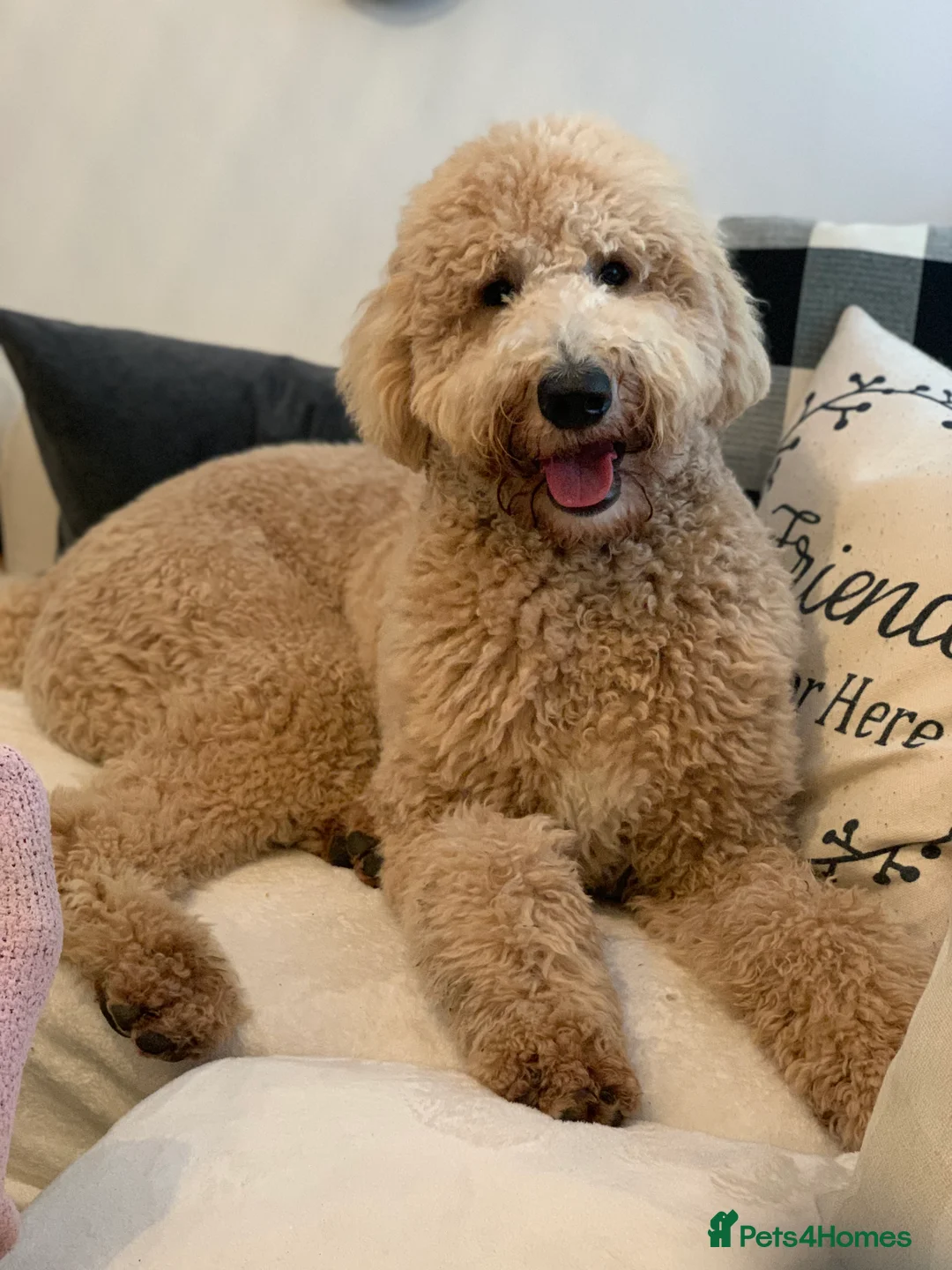 Mixed Breed dogs for sale: Exceptional Australian labradoodle /Double Doodles - Advert 18