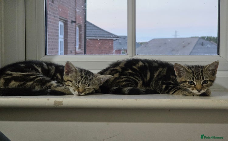 Mixed Breed cats - Advert 1
