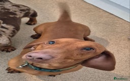 Miniature Dachshund dogs for sale: Beautiful red boy - Advert 2