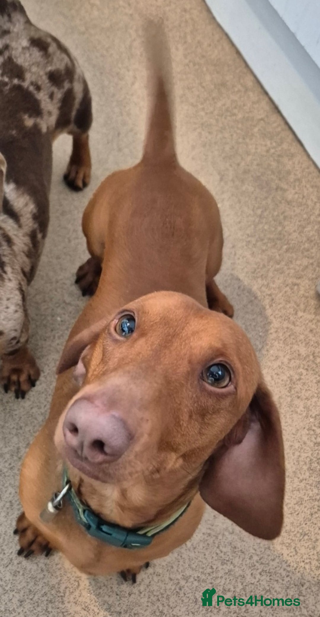 Miniature Dachshund dogs for sale: Beautiful red boy - Advert 2