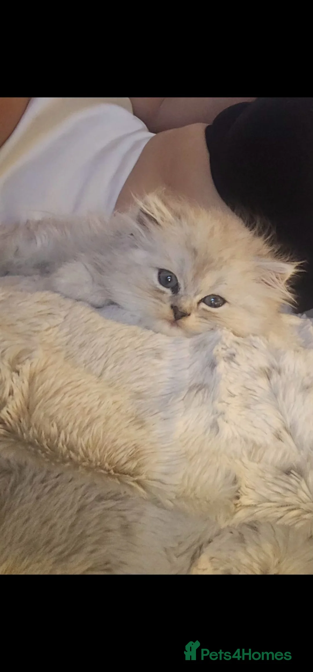 Persian cats for sale: 2 Beautiful Persian Chinchilla kittens for sale - Advert 2