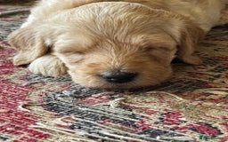 Labradoodle dogs for sale: Lily's Mini's - Multigen Mini Labradoodle Puppies - Image 20
