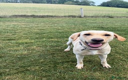 Labrador Retriever dogs for sale: 18 month old female labrador - Image 5