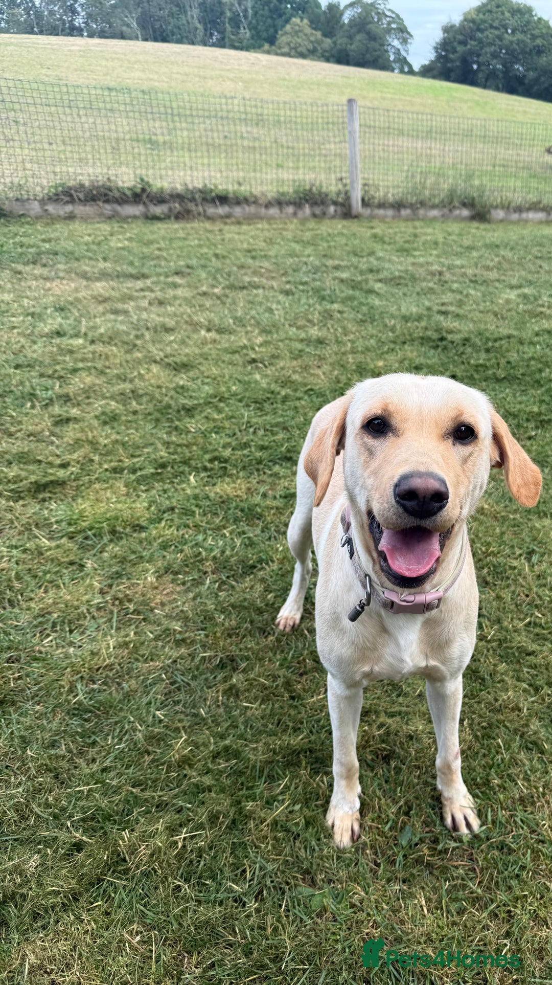 Labrador Retriever dogs for sale: 18 month old female labrador - Image 5
