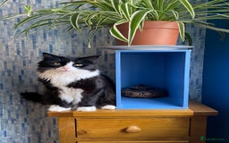 British Longhair cats for sale: Caspian British Long hair 3yrs in March 2026 - Image 1