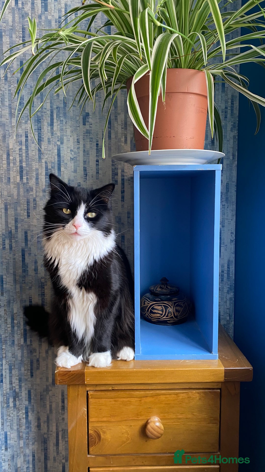 British Longhair cats for sale: Caspian British Long hair 3yrs in March 2026 - Image 1